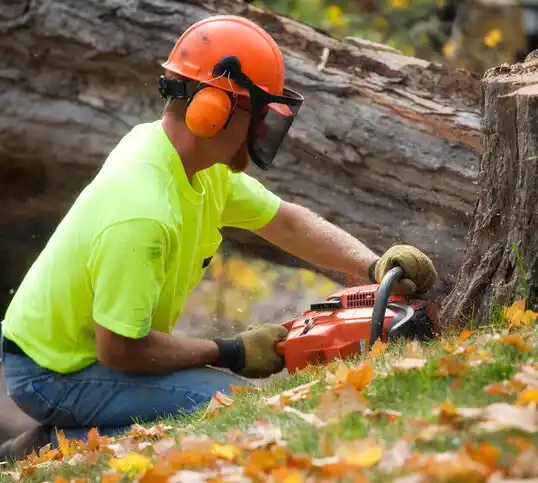 tree services Lamar